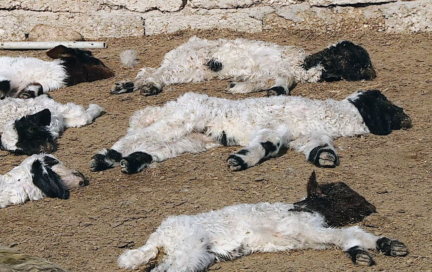 نەخۆشییەکی ڤایرۆسی لە گوندێکی بەردەڕەش 185 سەر مەڕ و بەرخ دەکوژێت