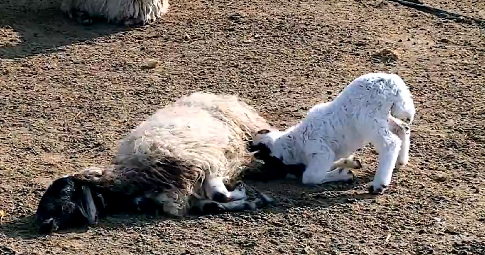 Di mehekê de 185 serî pezên welatiyekî mirar bûn