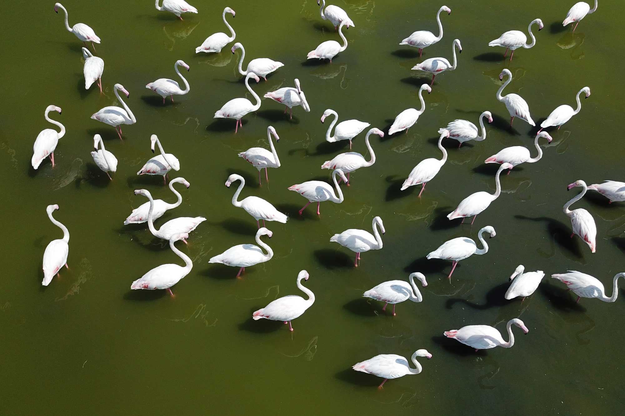 Van’daki flamingo alanı koruma altına alındı