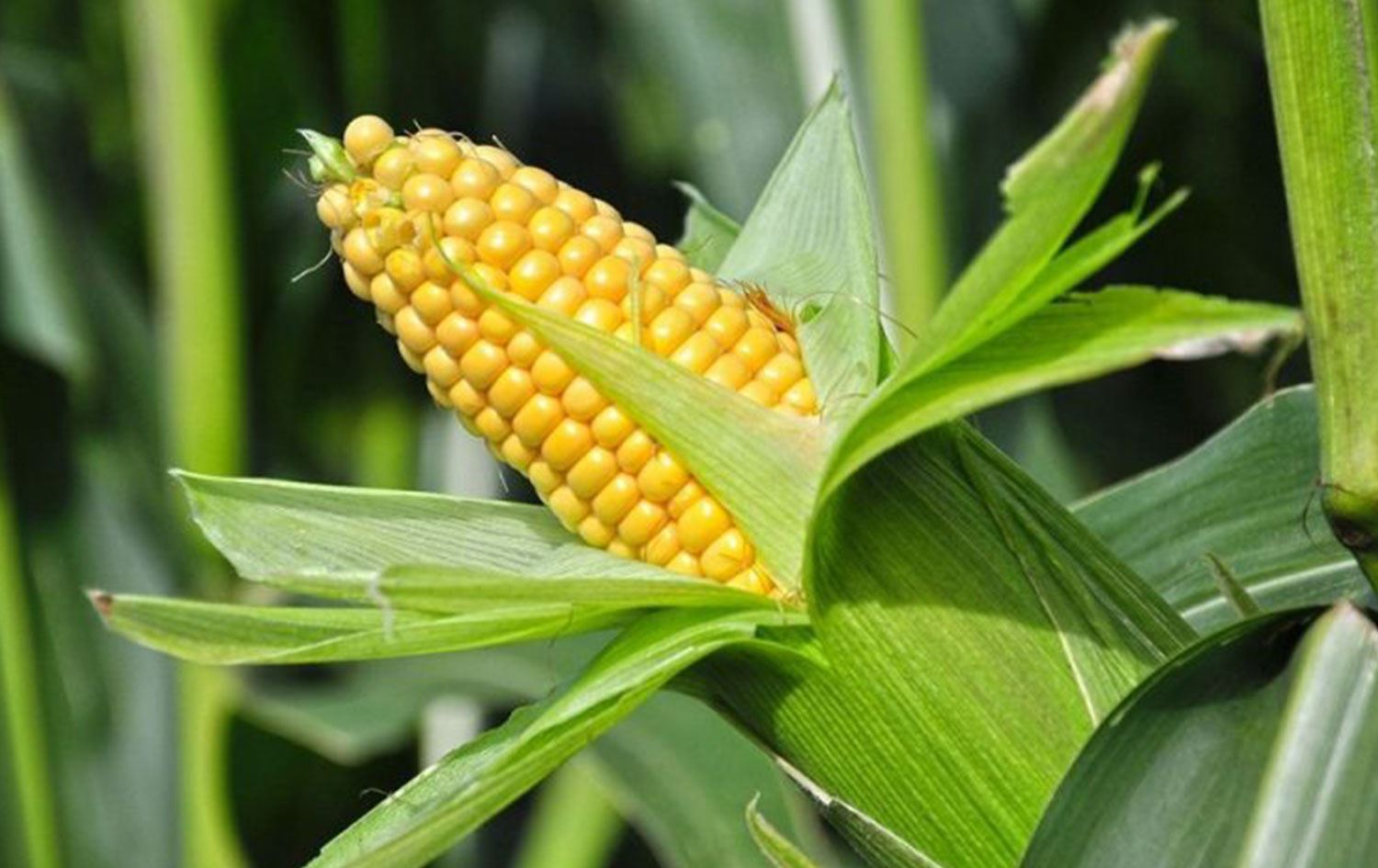 Genetiği değiştirilmiş soya ve mısırın kullanımı onaylandı