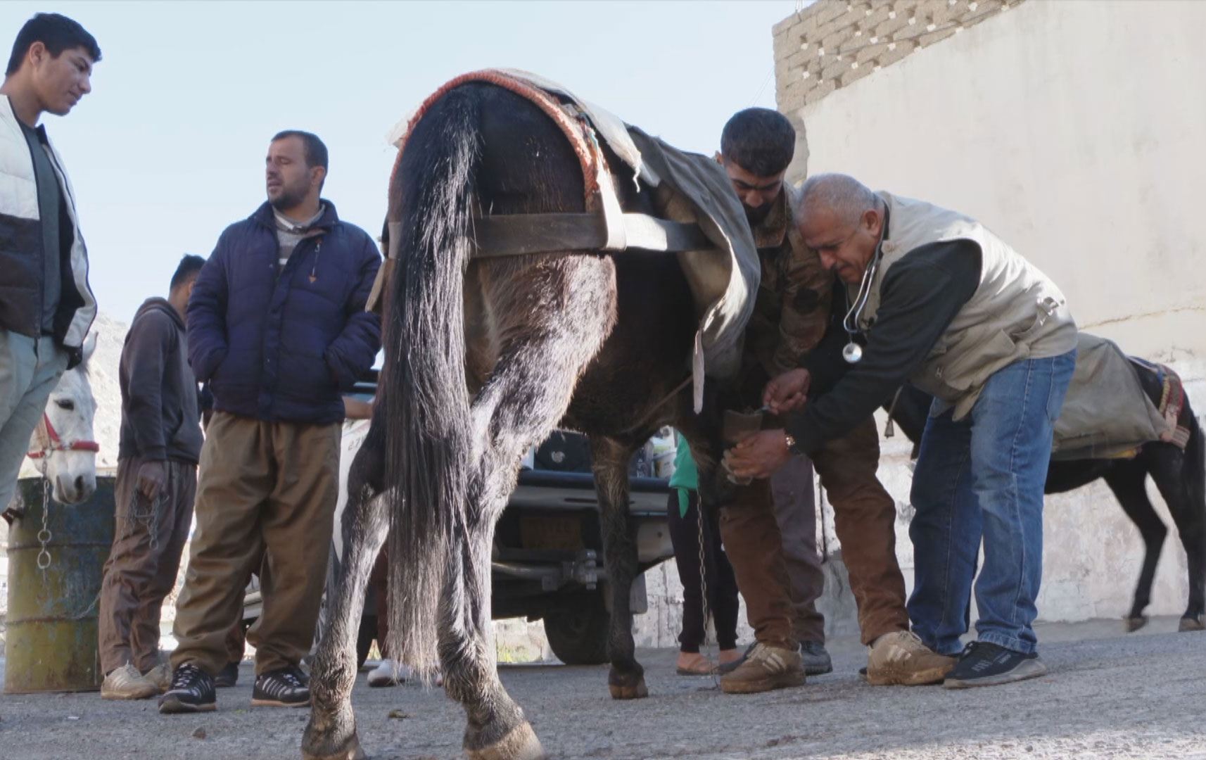 پزیشکێکی ڤێتێرنەری 'وەک وەفایەک' ئەسپ و گوێدرێژ بێبەرامبەر تیمار دەکات
