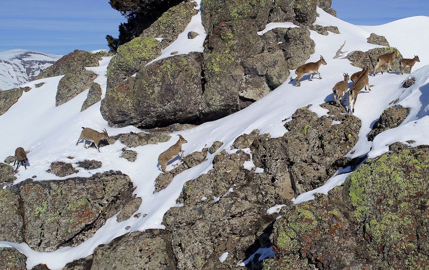 Li Çewlîgê ji bo ajelên kovî êm datînin herêmên bi berf