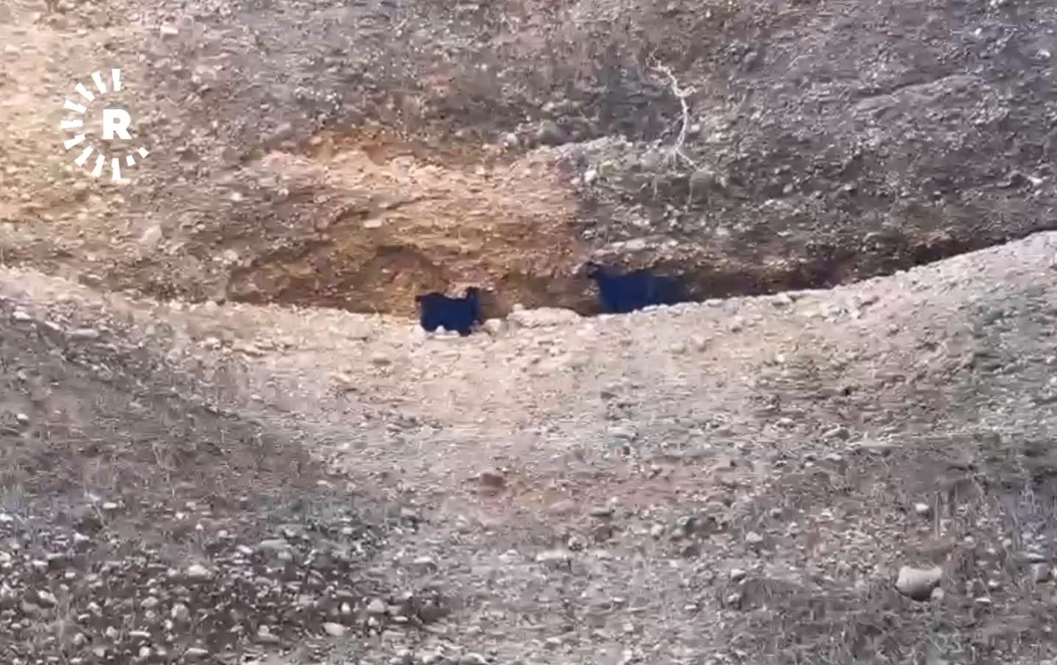 13 رۆژە دوو بزن لە چیایەکی دەربەندیخان گیریانخواردووە