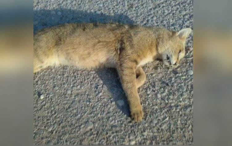 ERBİL - 16 yıl önce öldürdüğü kedi için ceza alacak: Pişmanım