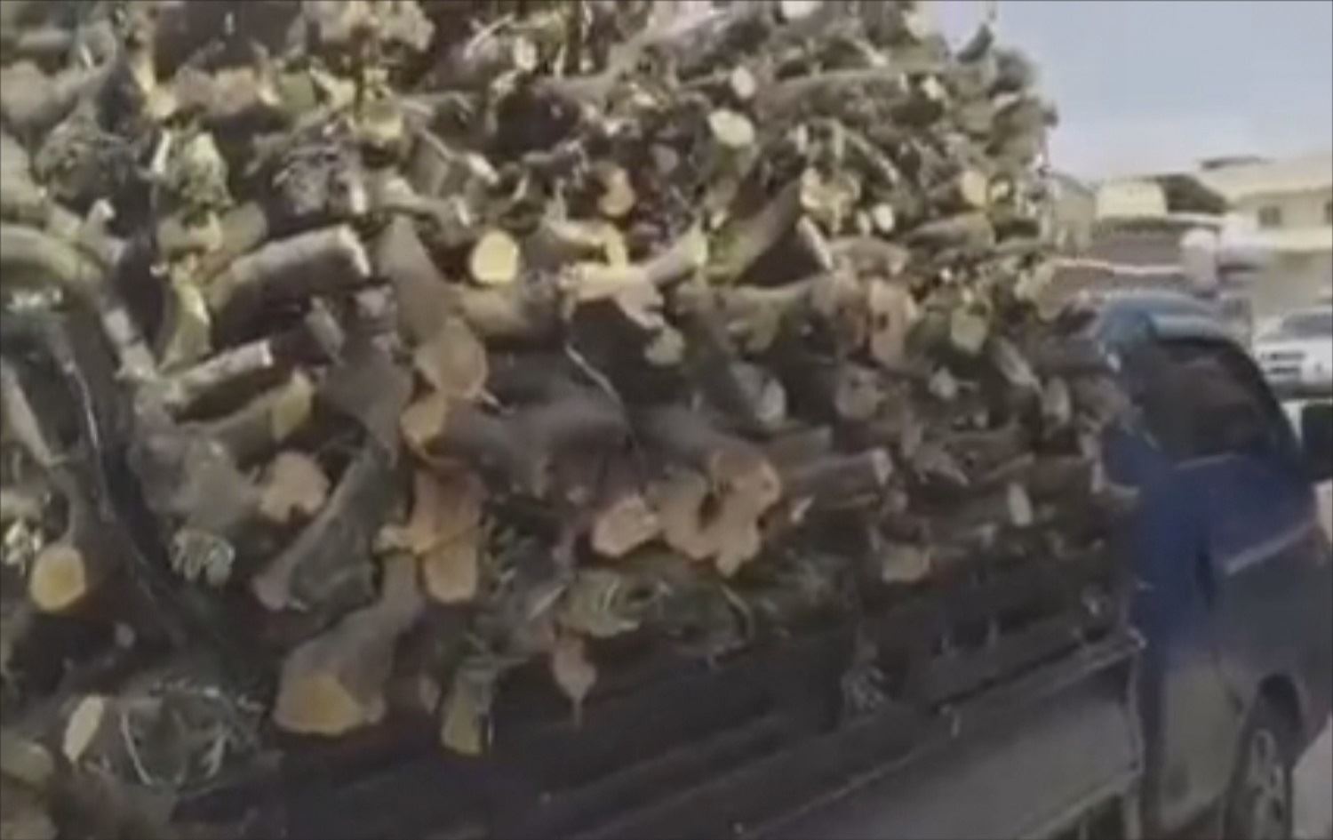 Çekdarên ser bi Tirkiyê zedeyî 900 darên zeytûnan li Efrînê birrîn