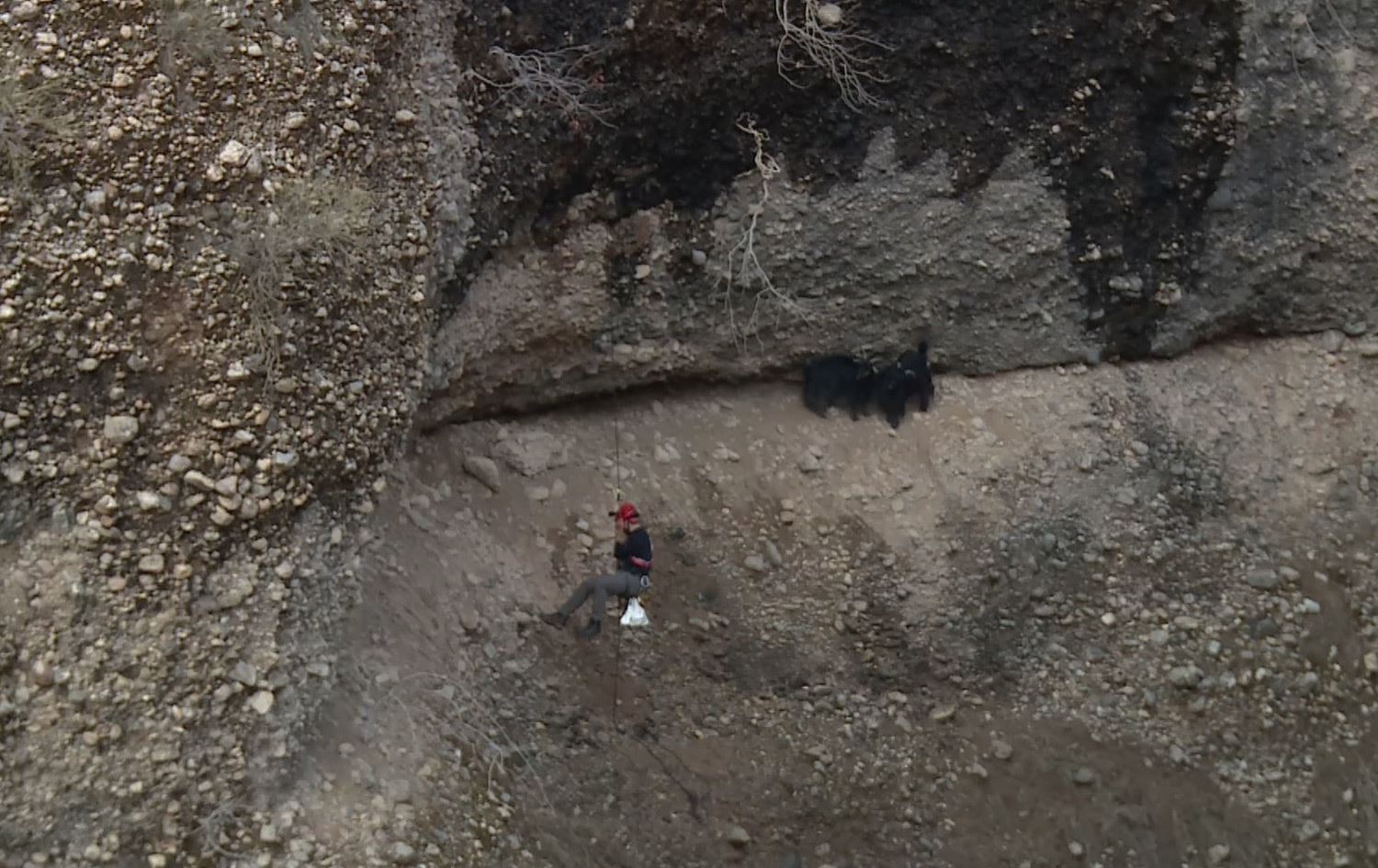 دوای 16 رۆژ گرووپێکی شاخەوانی دوو بزنە گیرخواردووەکەی دەربەندیخان رزگاردەکەن