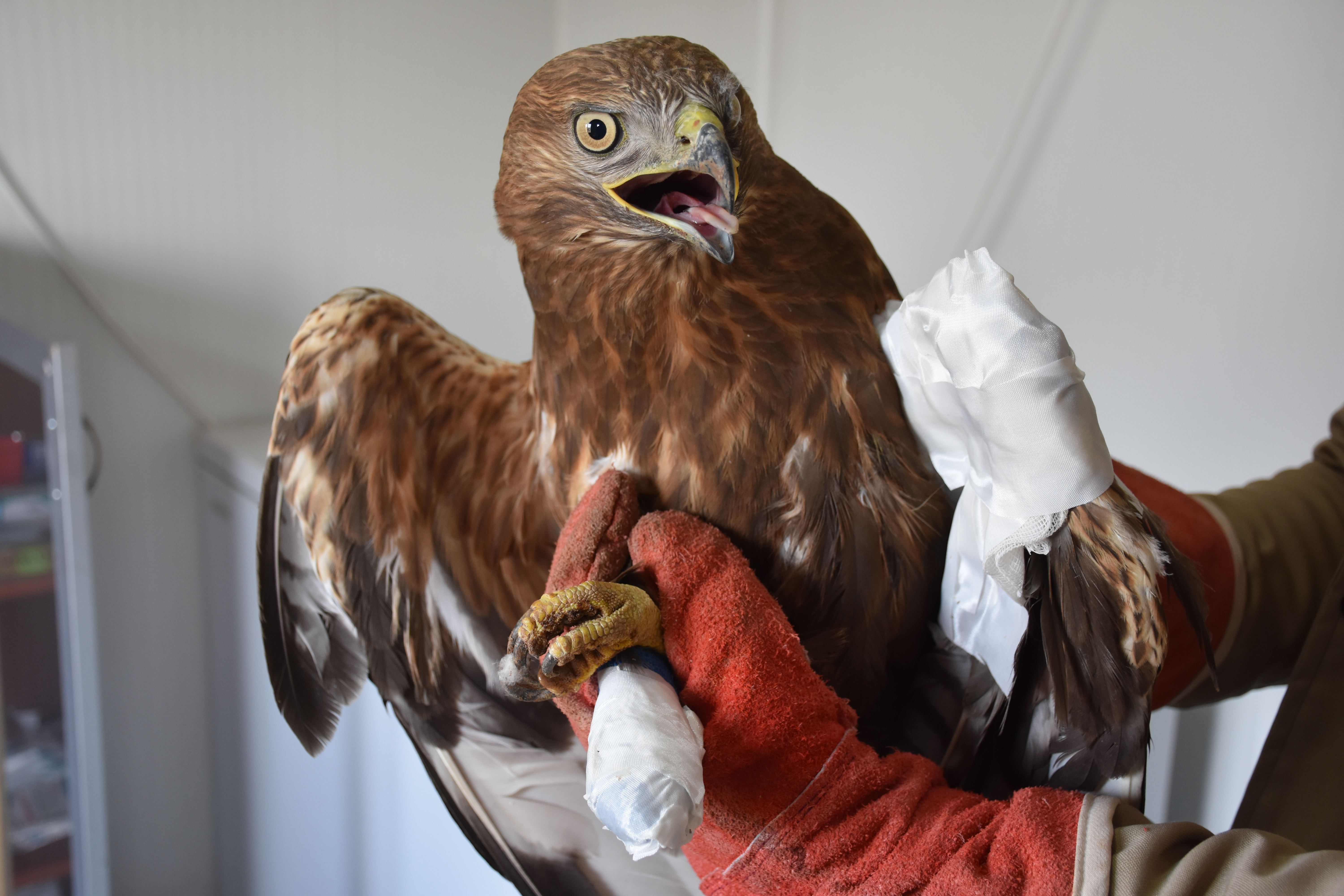 Li Şirnexê ajelên kovî tên dermankirin