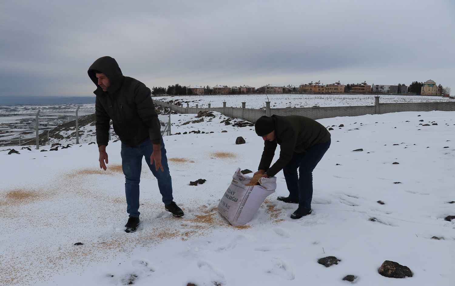 Li Êlihê bo ajelên kovî xwarin danîn xwezayê