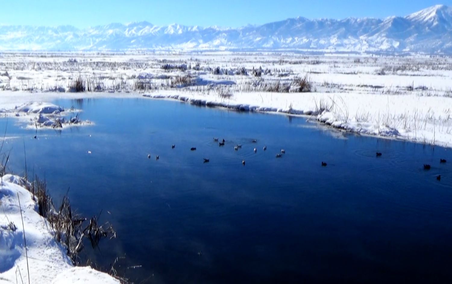 ئەنجوومەنی سەوزی چیای مەریوان: مرداربوونی باڵندەکانی زرێبار نائاساییە