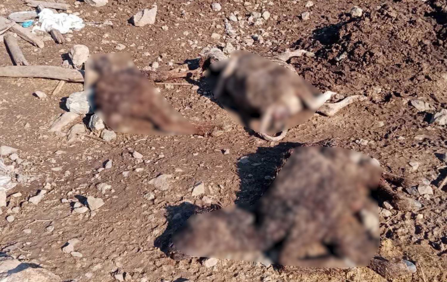 لە باڵەکایەتی 21 سەر مانگا لە سەرما رەقبوونەوە