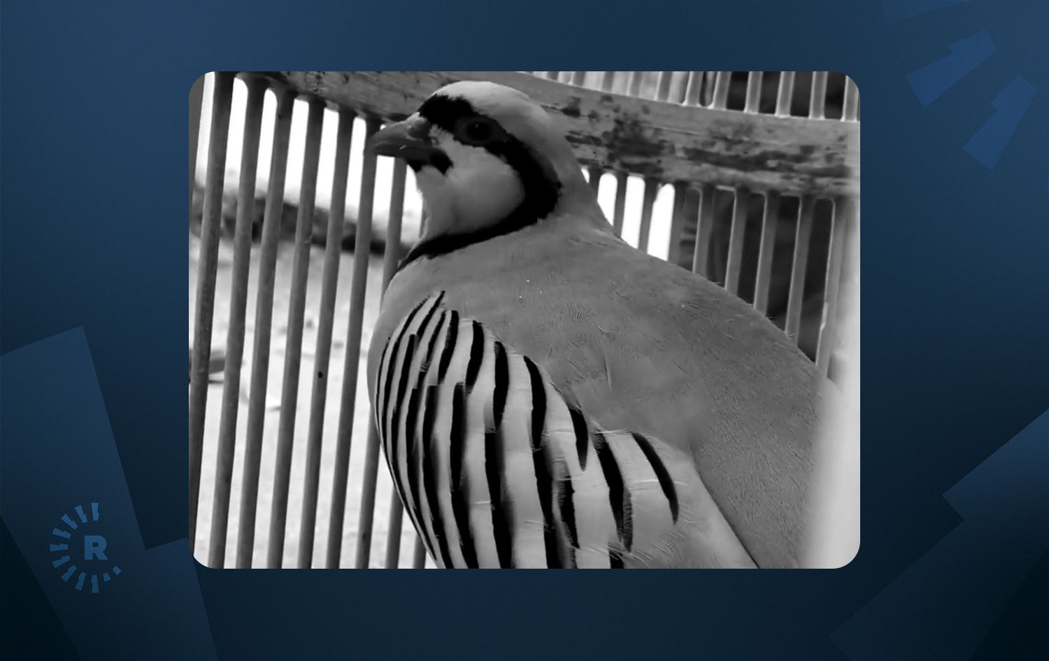 Brutal chukar partridge fighting in Kurdistan Region