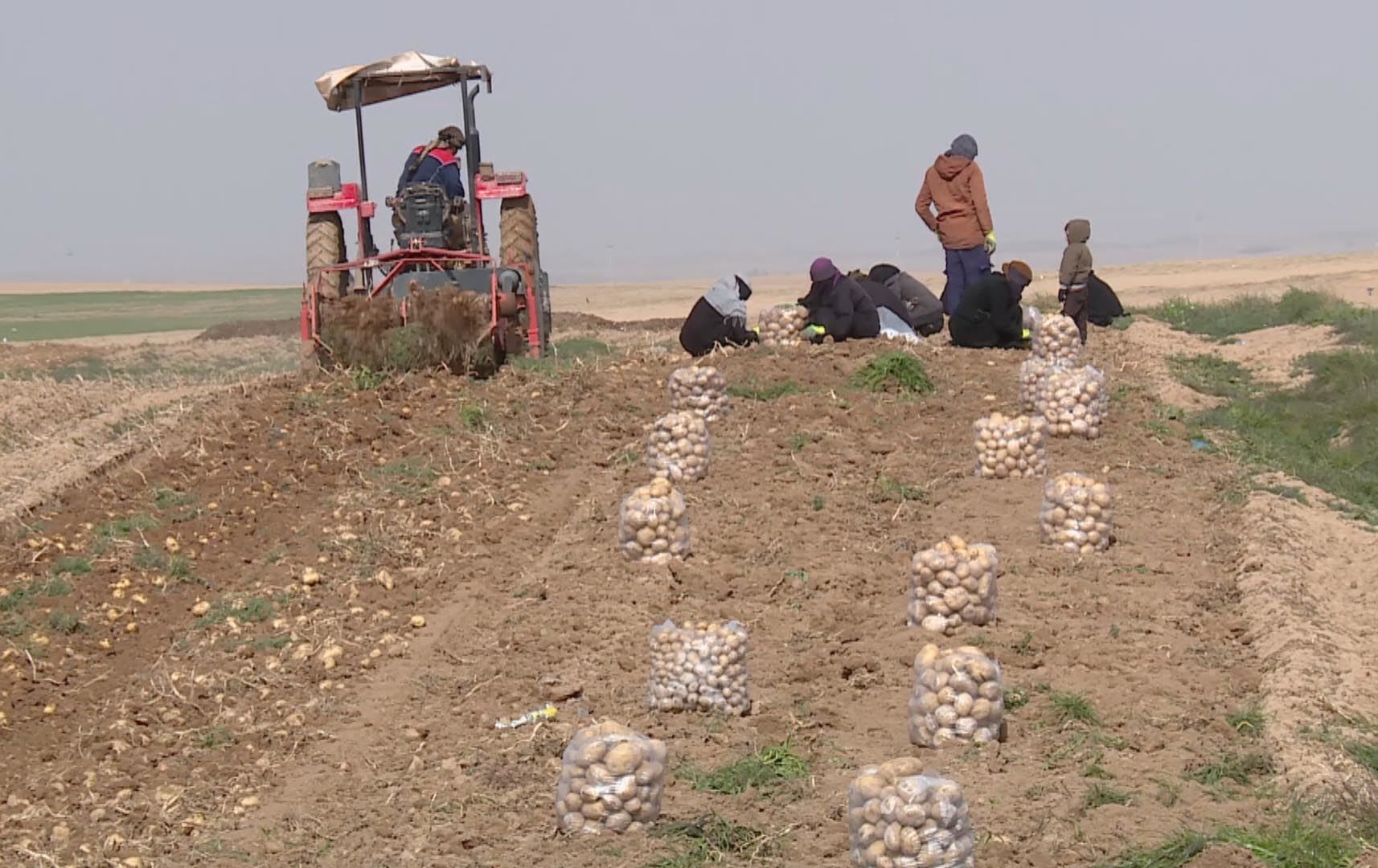 کارگەیەکی چپس 10 هەزار تۆن پەتاتە لە جووتیارانی گەرمیان دەکڕێت