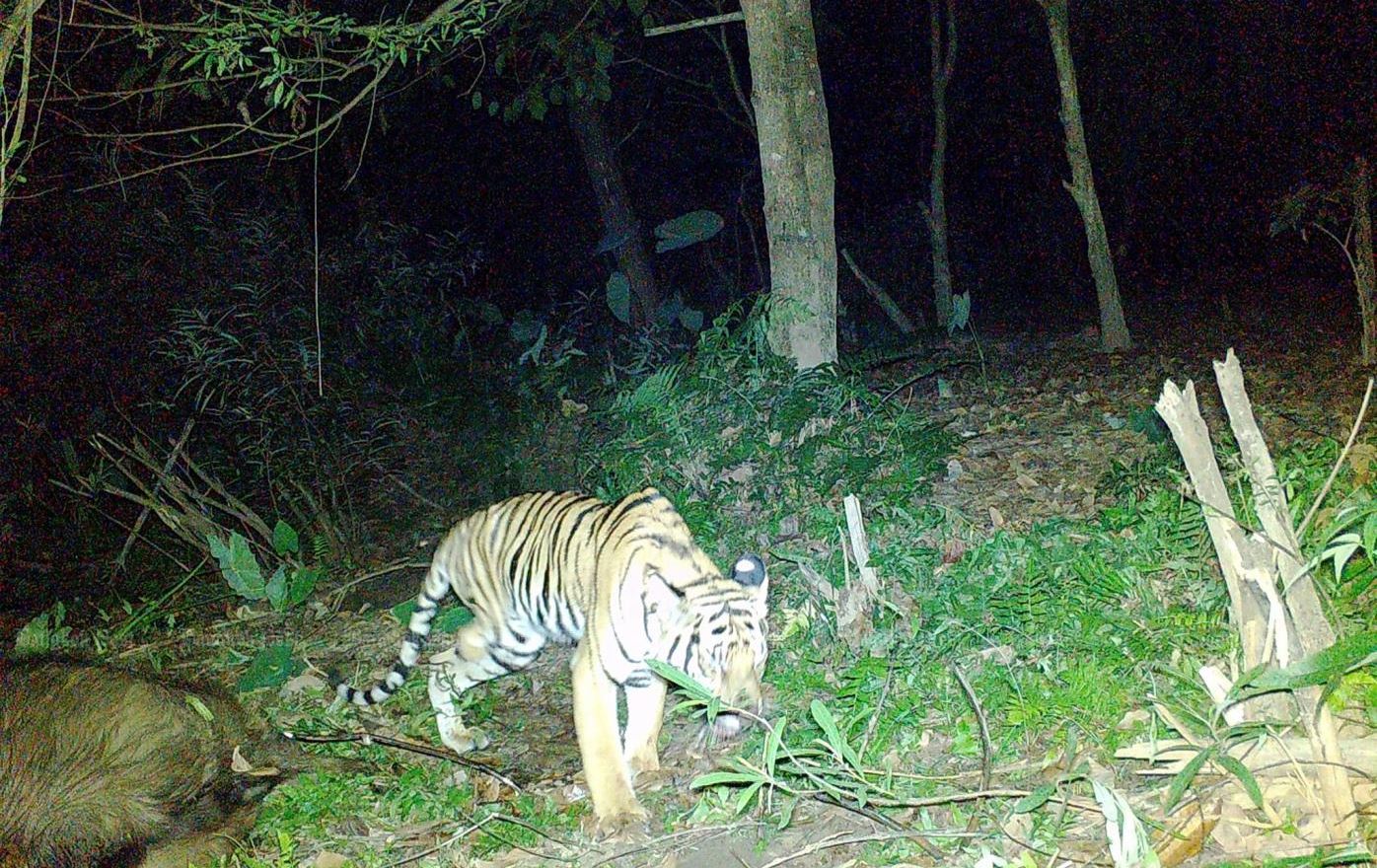 لە تایلاند هەوڵی رزگارکردنی پڵنگێک دەدرێت