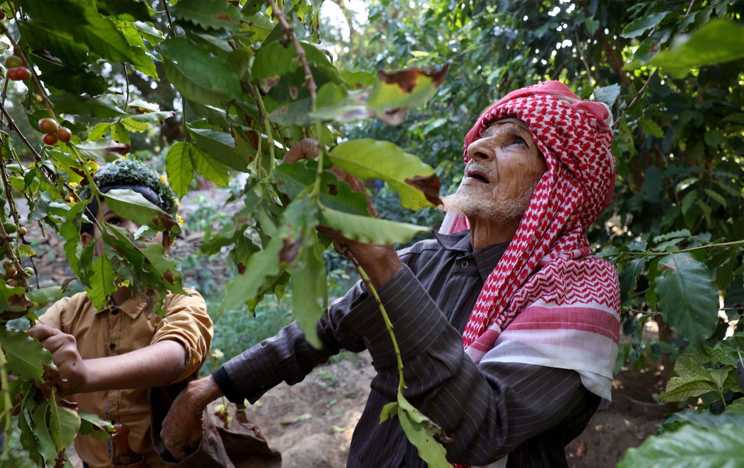 پیاوێکی تەمەن 91 ساڵان لە سعودیە ساڵانە 2.5 تۆن قاوە بەرهەمدەهێنێت