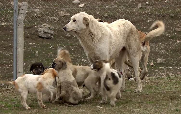 Süleymaniye’de barınakta en az 80 köpek ölü bulundu