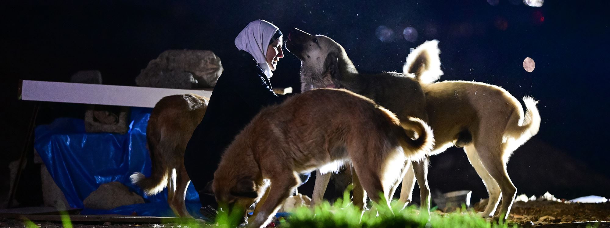 Li Hewlêrê jineke ajeldost bi şevan xwarinê dide kûçikan