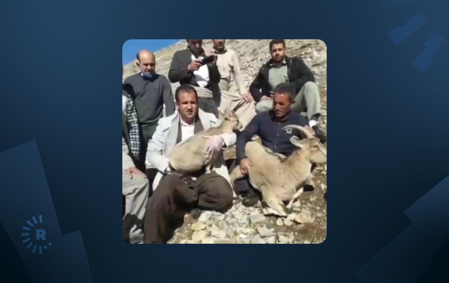 لە هەورامان ئەو بزنە کێویانەی پەنایان بۆ مرۆڤەکان بردبوو گەڕێندرانەوە نێو سرووشت