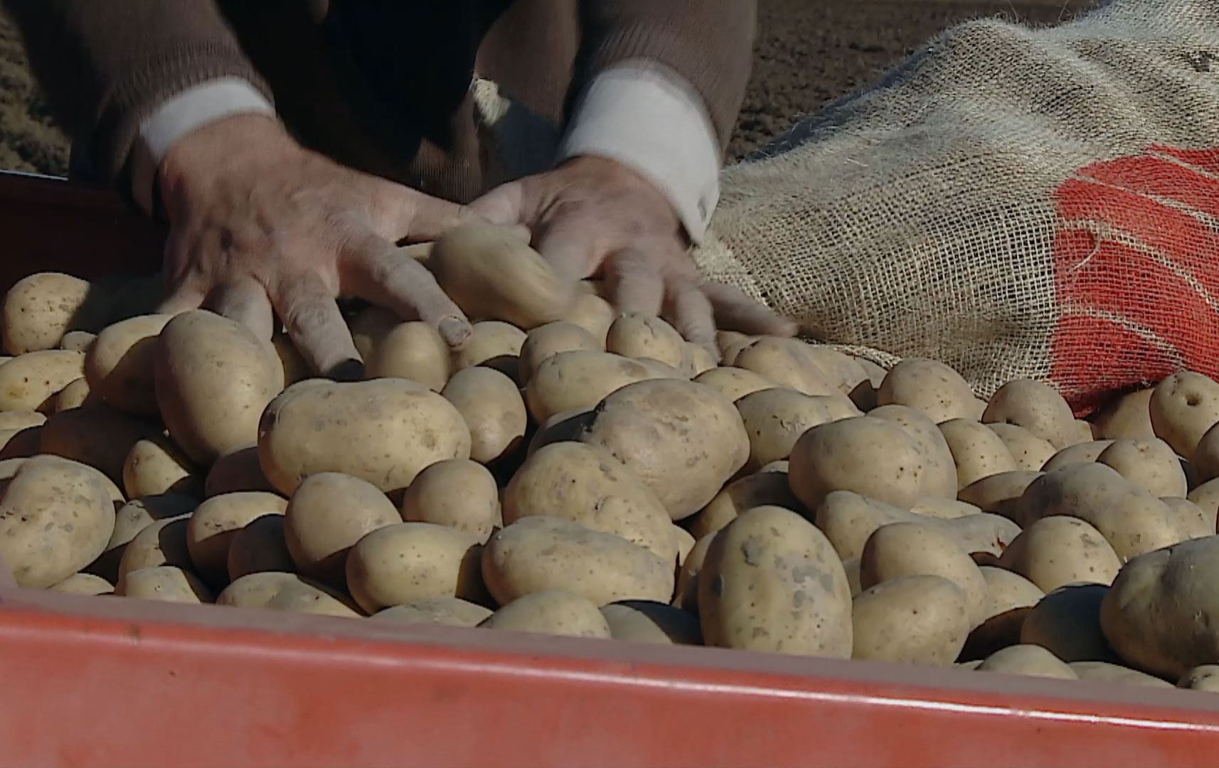 لە بەردەڕەش ئامادەکاری بۆ چاندنی 15 هەزار تۆن پەتاتە دەکرێت