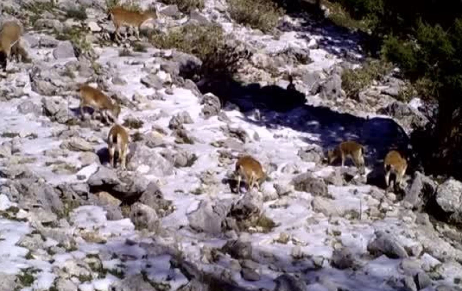 Li Erzînganê jiyana ajelên kovî hat tomarkirin