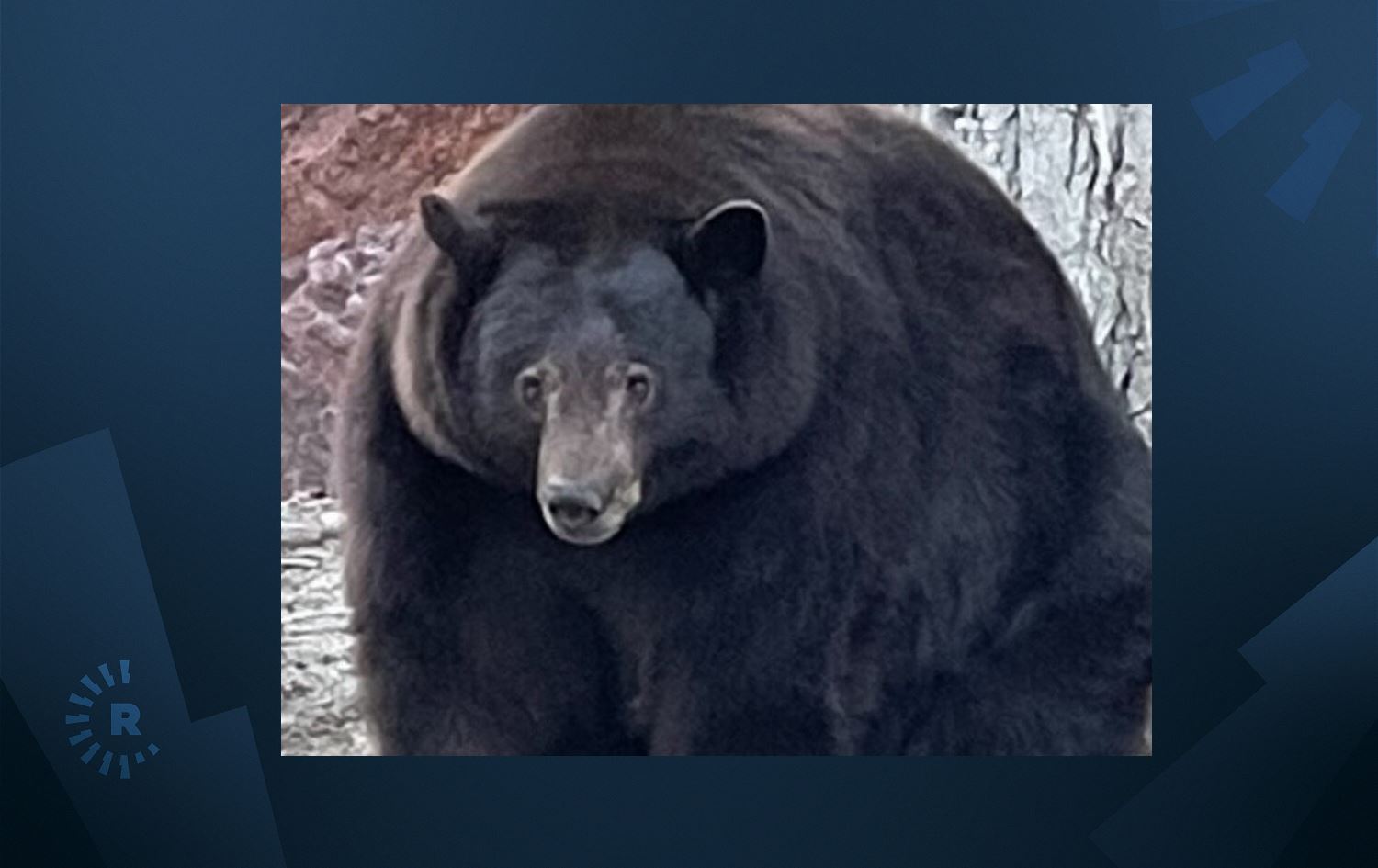 لە ئەمریکا پشکنینی DNA ورچێک لە سزای مەرگ رزگار دەکات