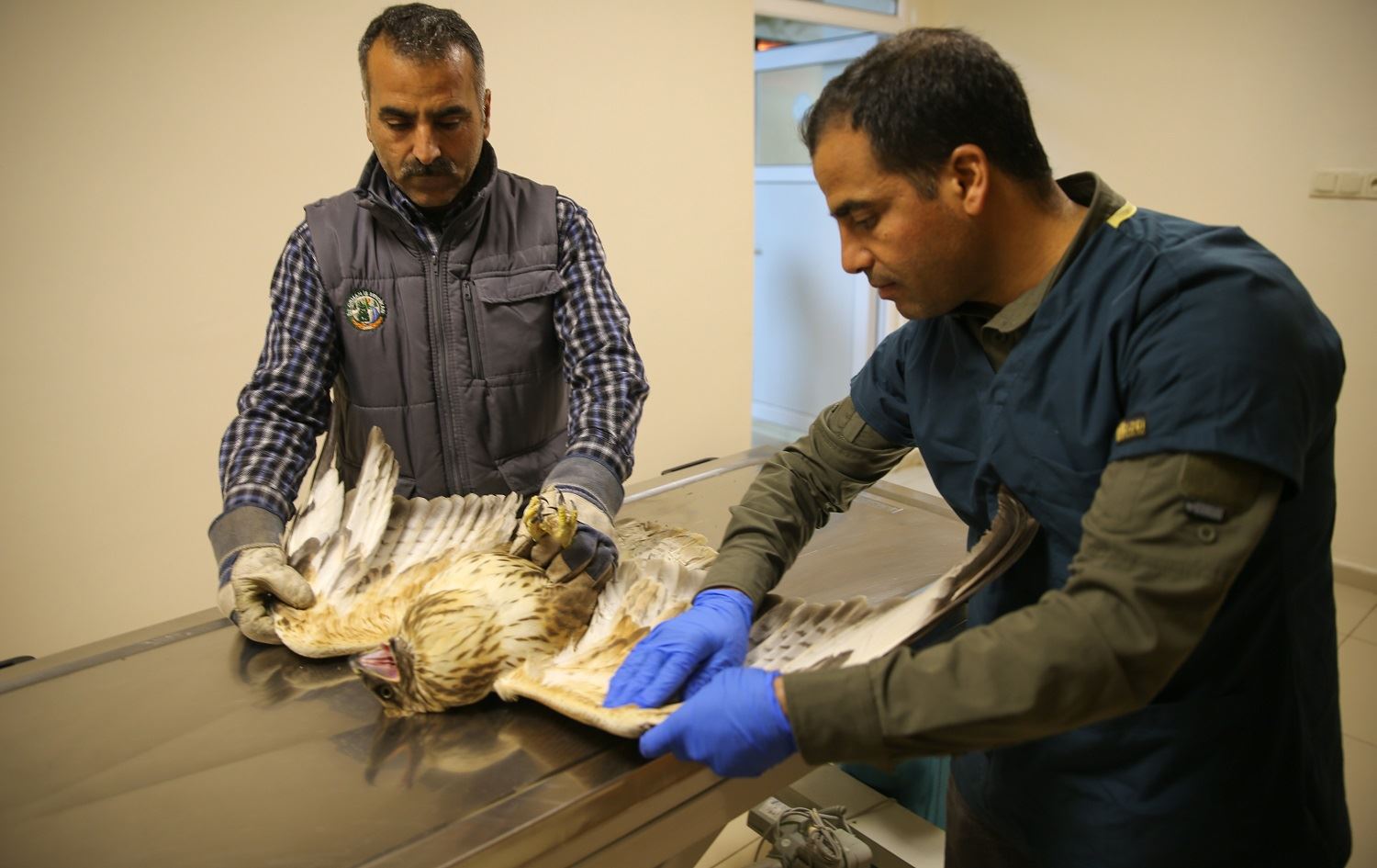 Li Rihayê bi sedan ajelên kovî tên dermankirin