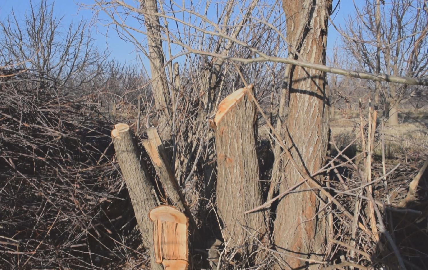 رۆژهەڵاتی کوردستان؛ بڕینەوەی نایاسایی داری دارستانەکانی زاگرۆس زیادیکردووە