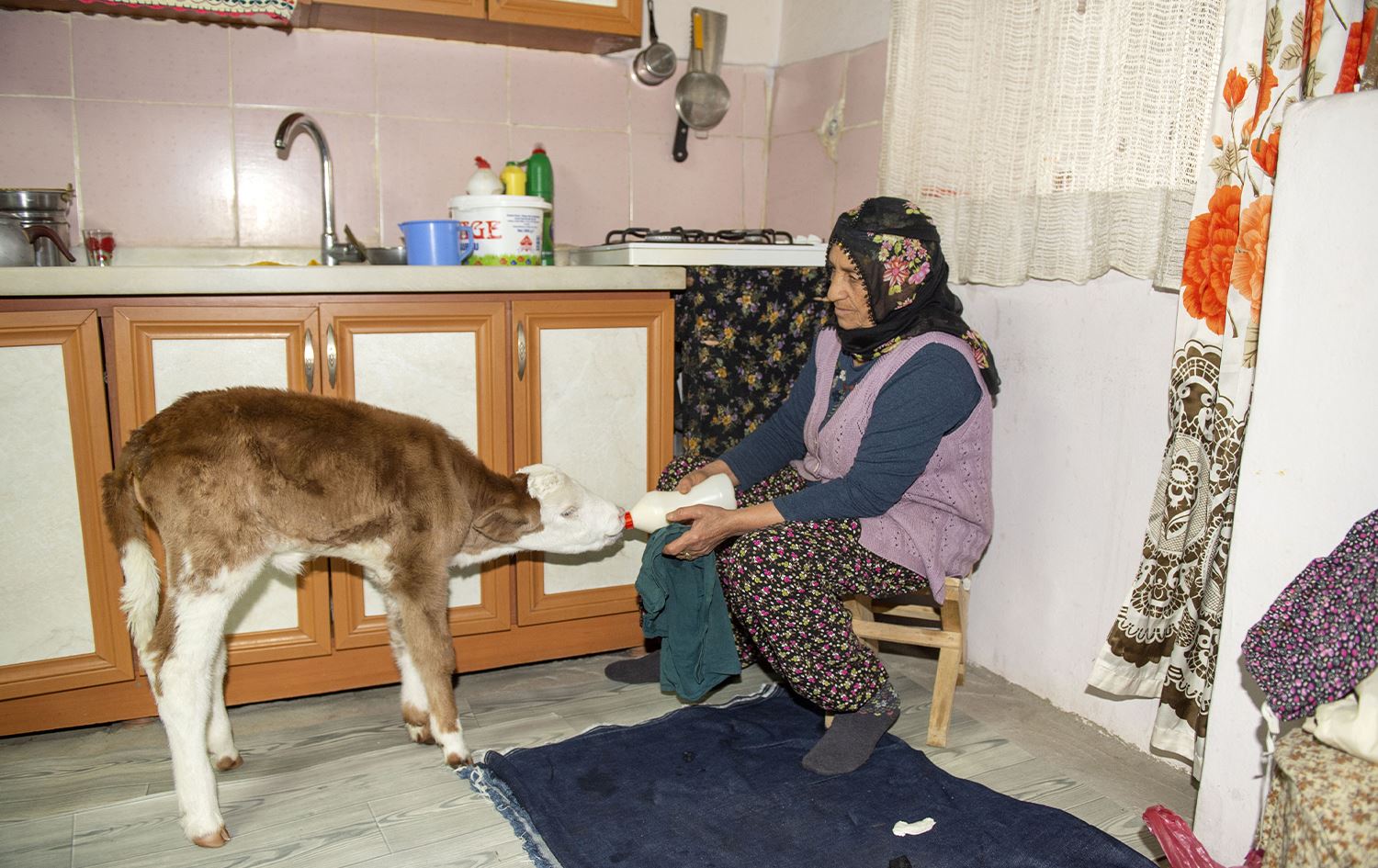 Golik bûye zaroka malê