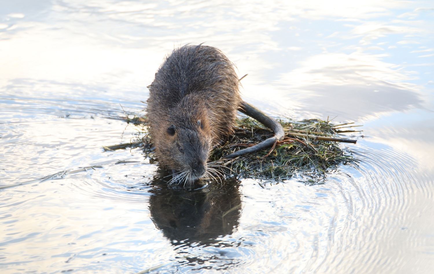 Li Çiyayê Agiriyê meymûnên avê ji kunên xwe derketin