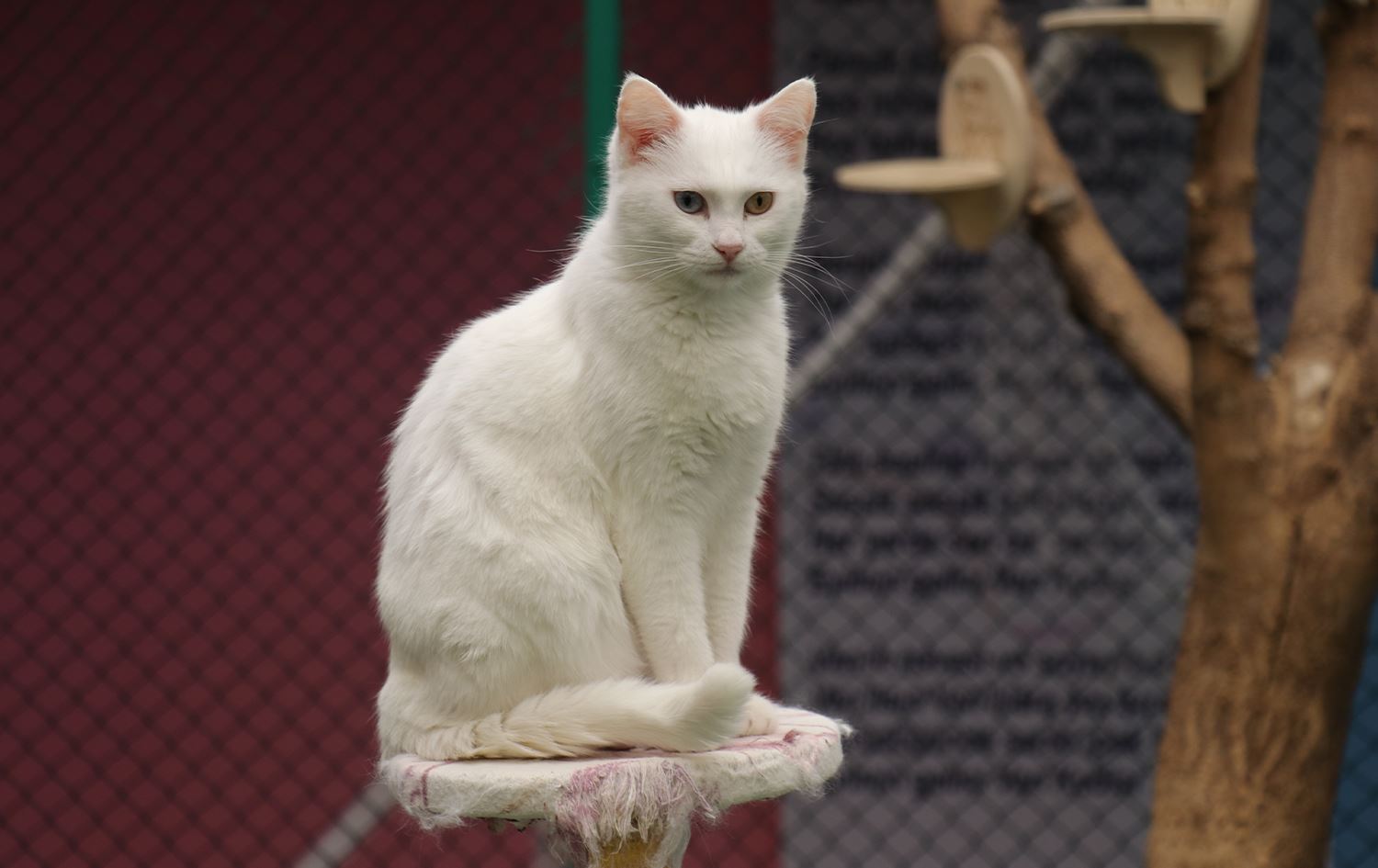 Pêşbirka Şaciwana Pisîkên Wanê