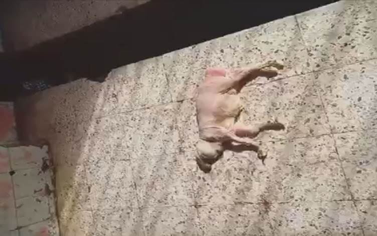 VİDEO – Başsız doğan kuzu herkesi şaşırttı