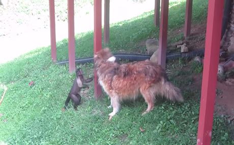 Meymûn siwarê kûçikê dibe û dixwaze wek hespê bajo