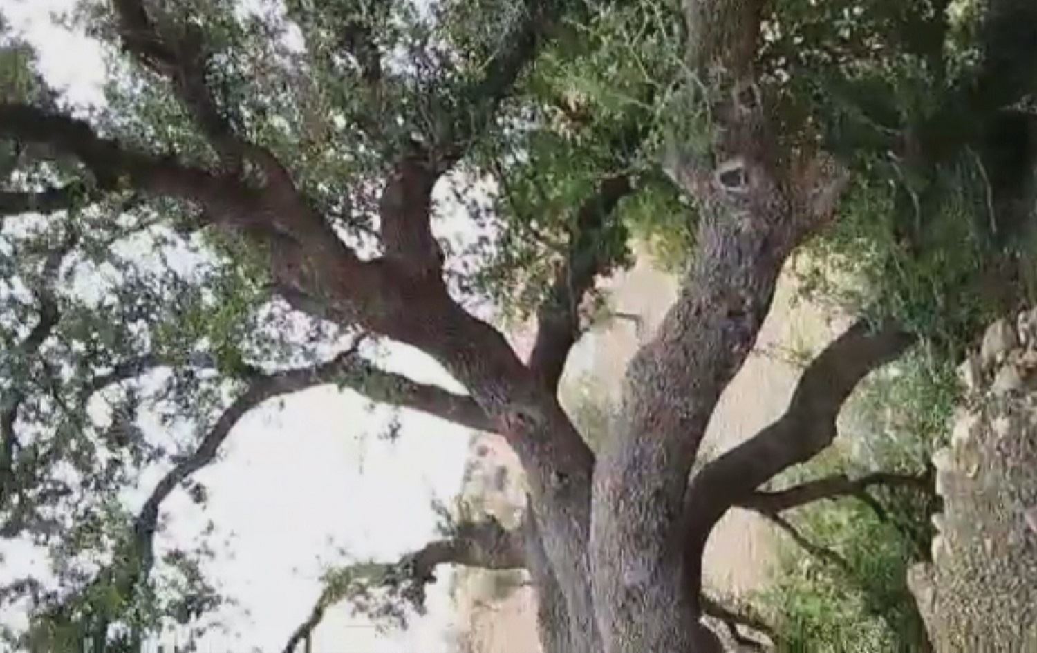 Çekdaran 'Dara Mirazan' li Mabata ya Efrînê birîn