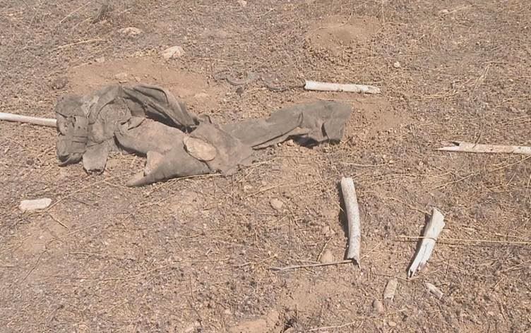 Şengal’de yeni toplu mezar bulundu