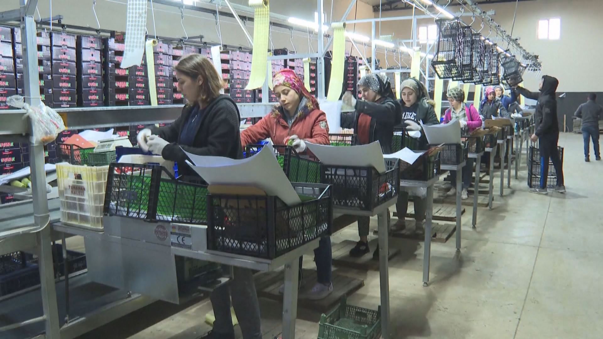 Bandora şerê Ukrayna û Rûsyayê li ser hinardeya Tirkiyê