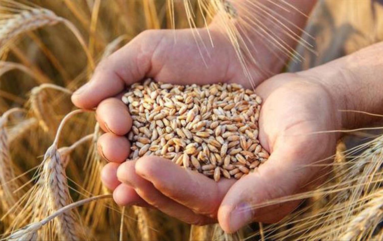 Li Tirkiyê bihayê genim hat zêdekirin