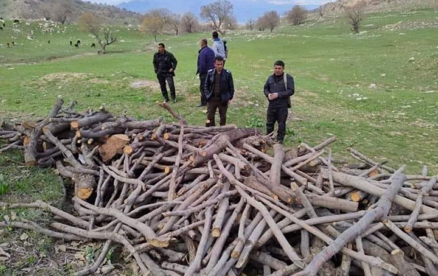 لە دەربەندیخان دوو کەس بەهۆی بڕینەوەی داربەڕوو دەستگیردەکرێن