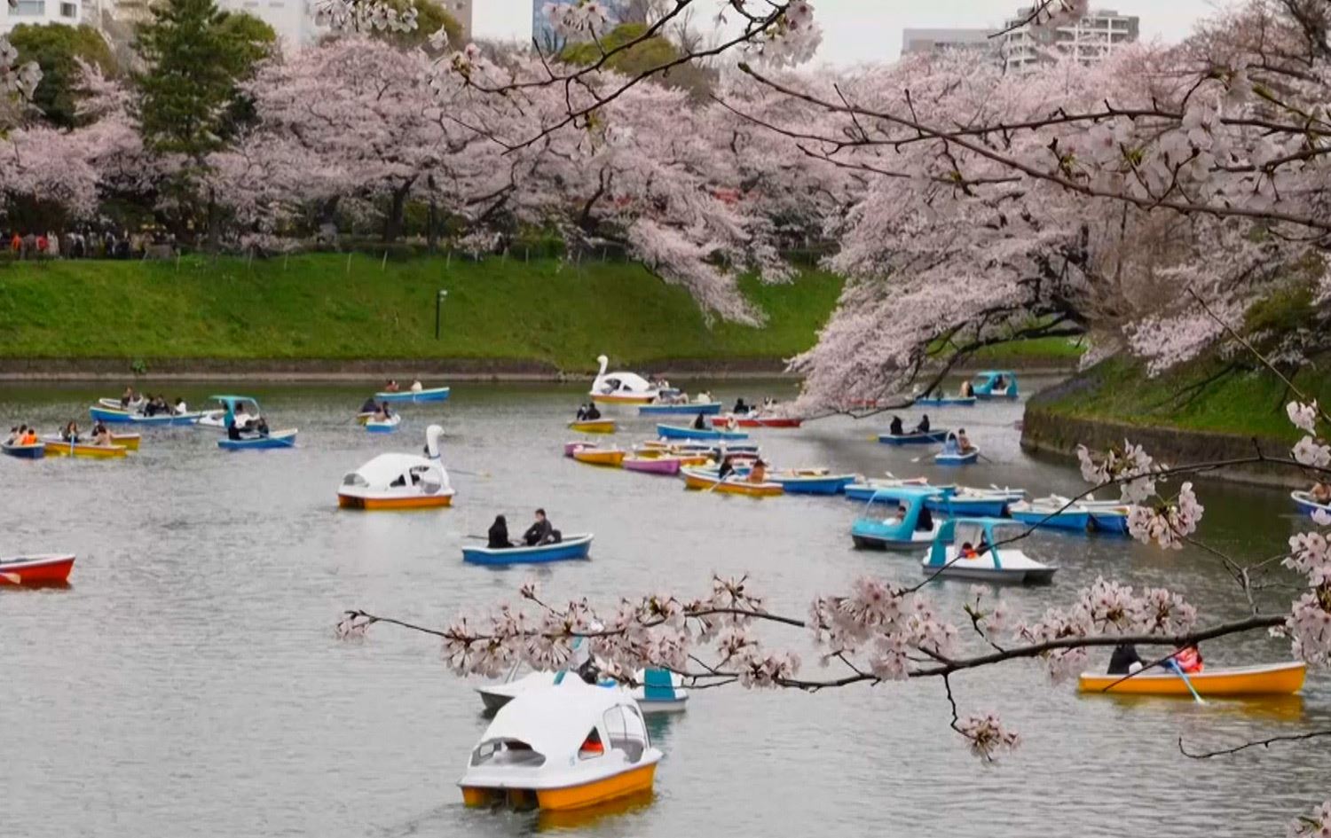 لە ژاپۆن وەرزی بەهار لەگەڵ گوڵگرتنی گێڵاس دەستپێدەکات