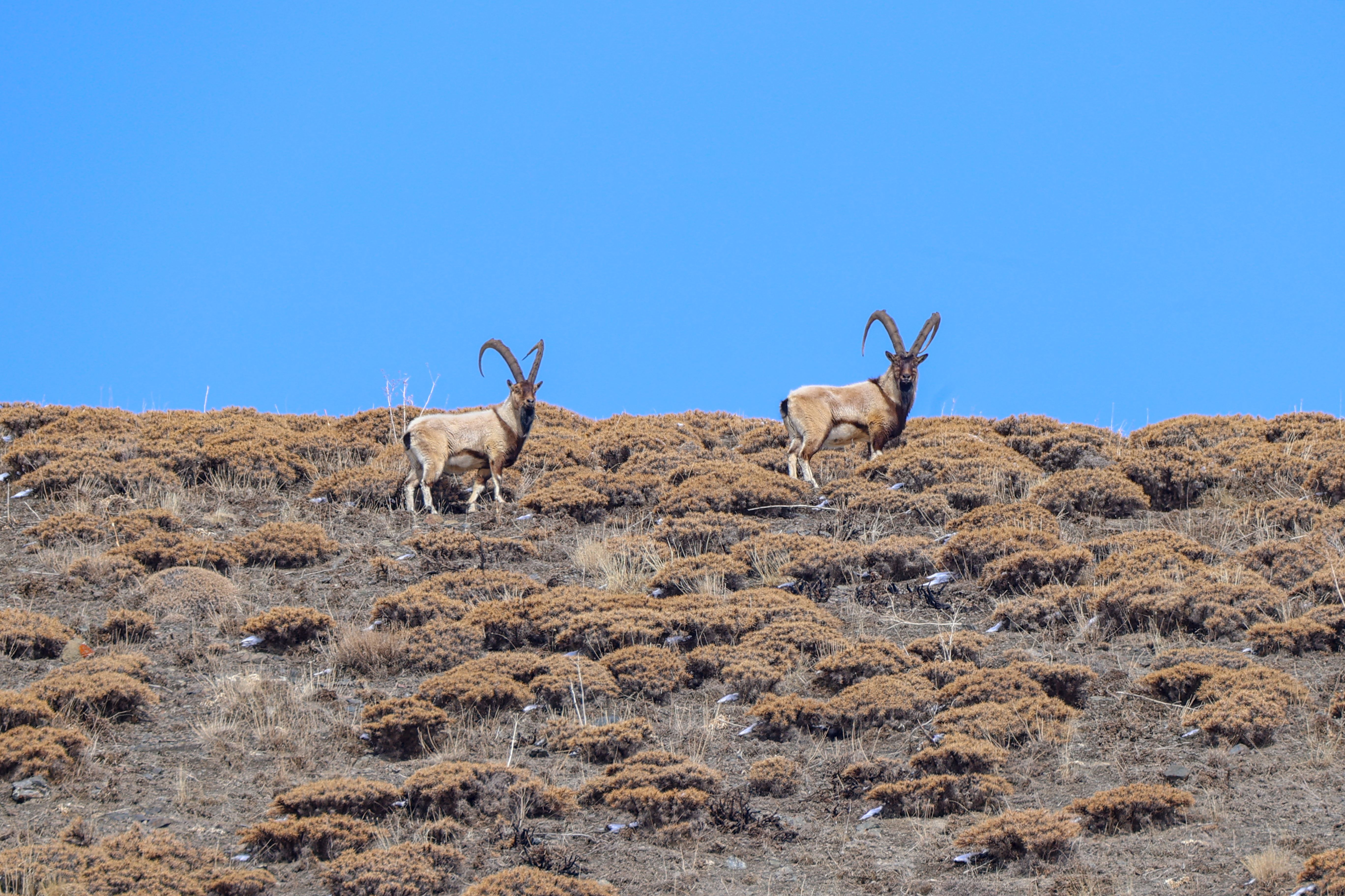 Ajelên kovî li Wanê; lêgerîna xwarinê û metirsiya kuştinê