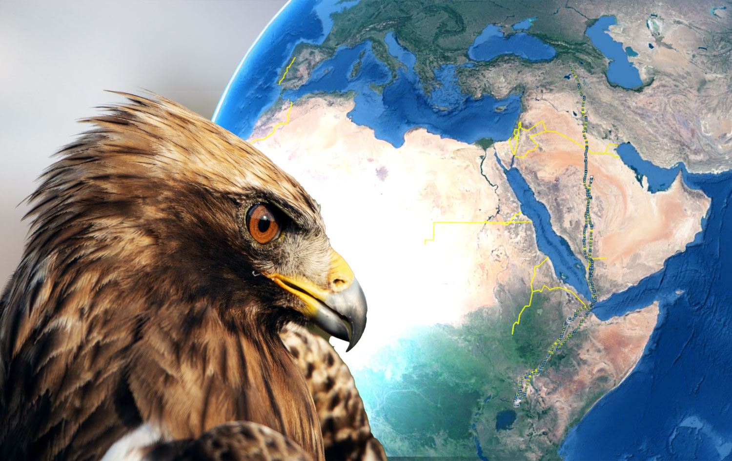 Iğdır’dan yola çıkan kartal 6 ayda 20 bin kilometre uçtu