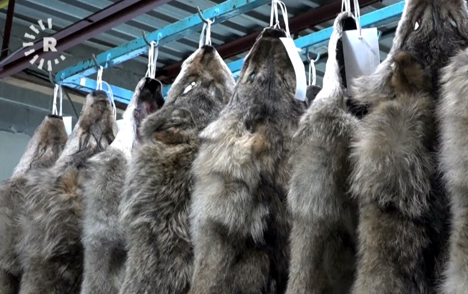 Şerê Ukraynayê bandor li bazara postan a Kanadayê kir