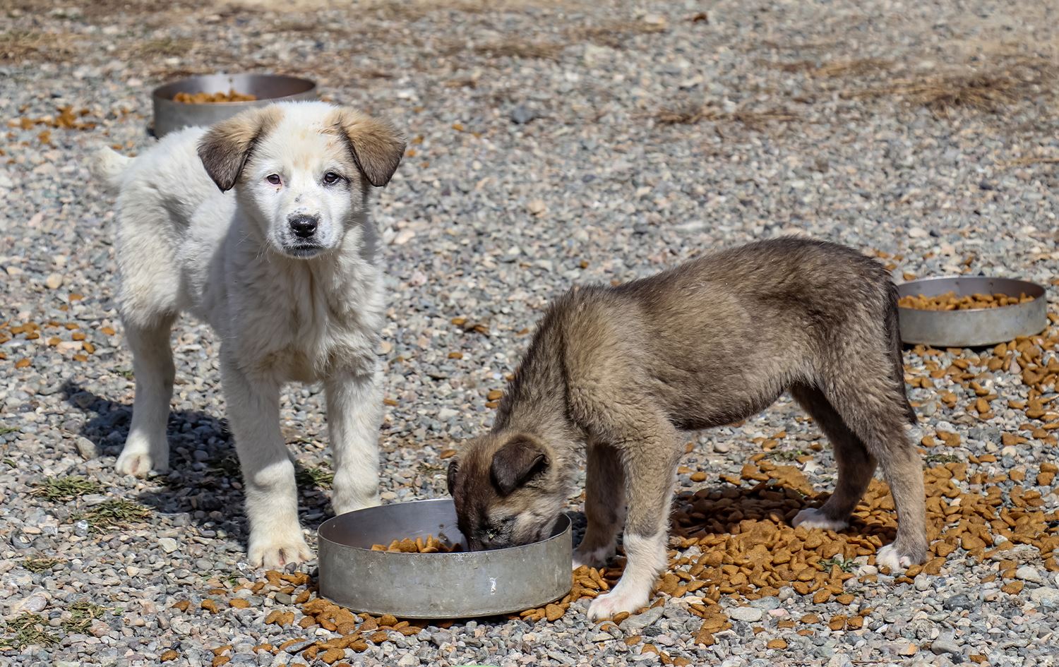 Li Wanê ajelên kolanan tên dermankirin