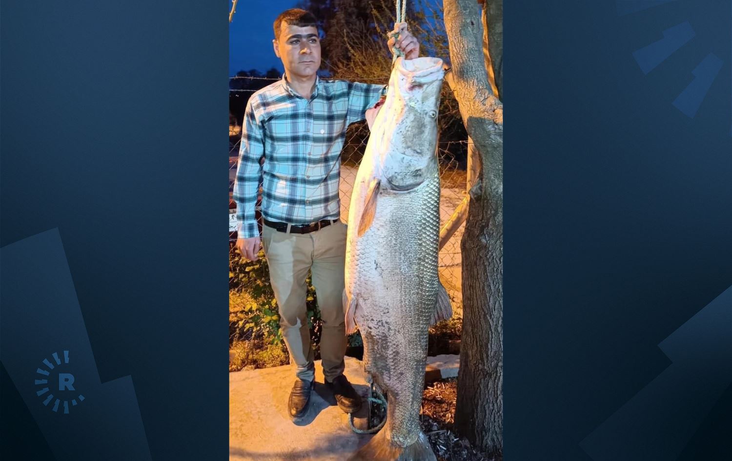 ماسییەکەی دەربەندی رانیە بە 200 هەزار دینار فرۆشرا