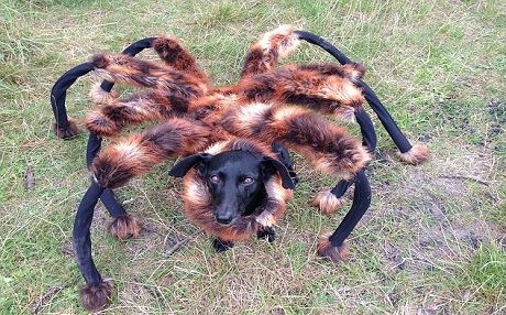 İnsan yiyen örümcek!