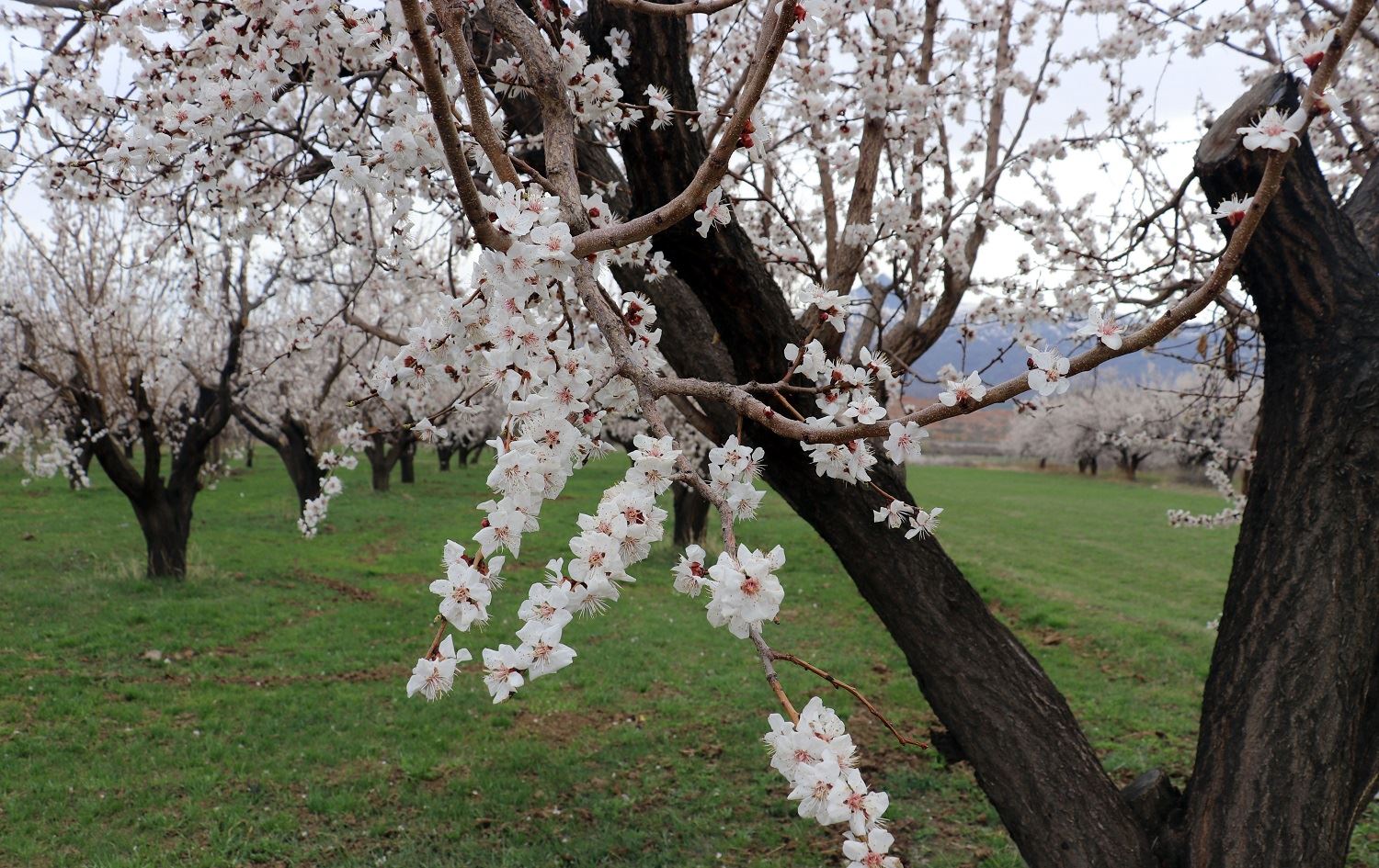 Baxçeyên qeysiyan ên Îdirê bi rengên biharê xemilîn