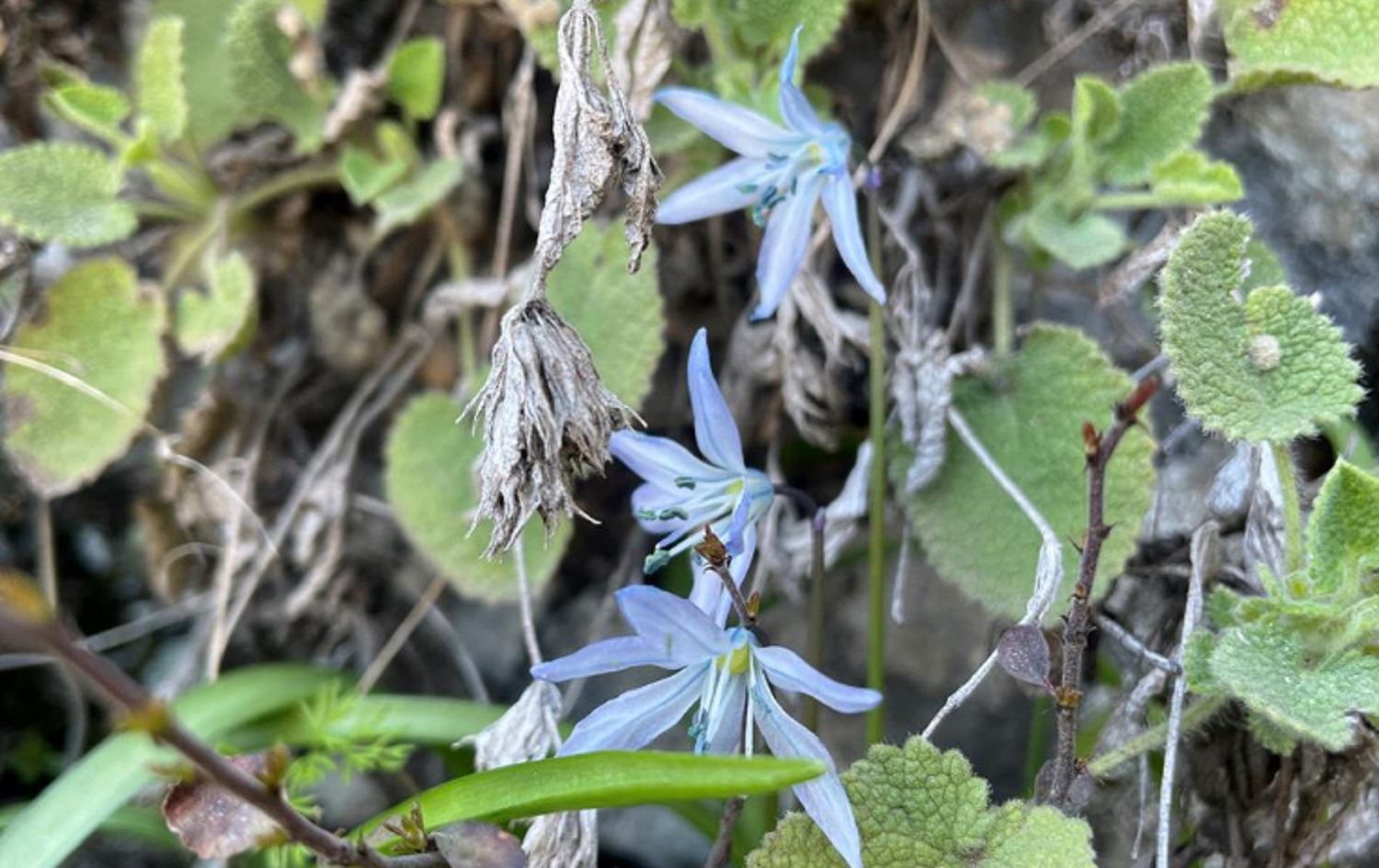 ‘Simbila Mezopotamyayê’ dê were parastin