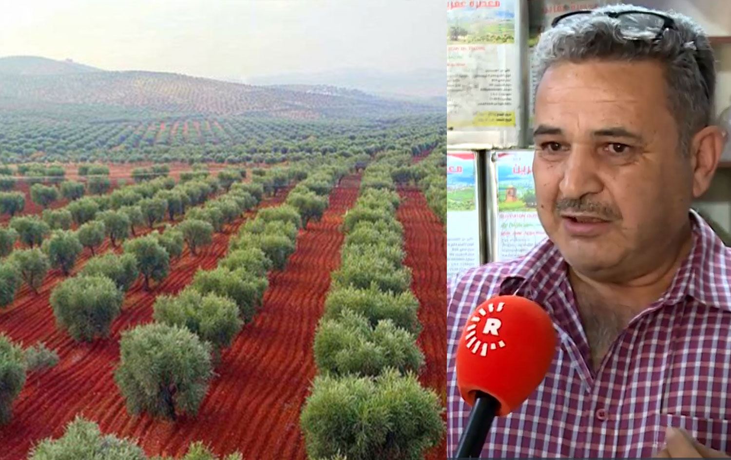 Zirai don, Efrin’de zeytin ağaçlarına büyük zarar verdi
