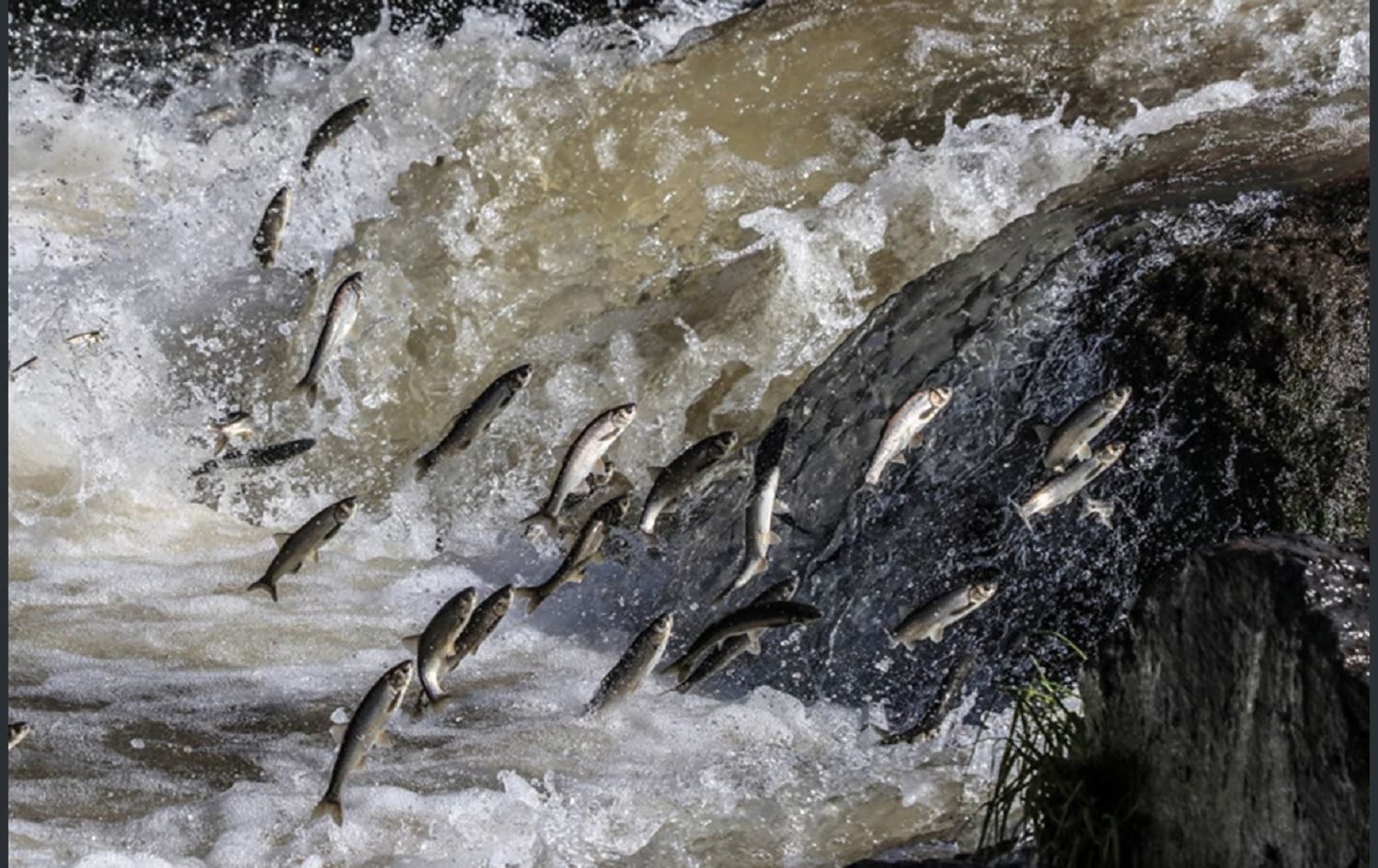 Di Gola Wanê da qedexeya girtina masiyan dest pê dike