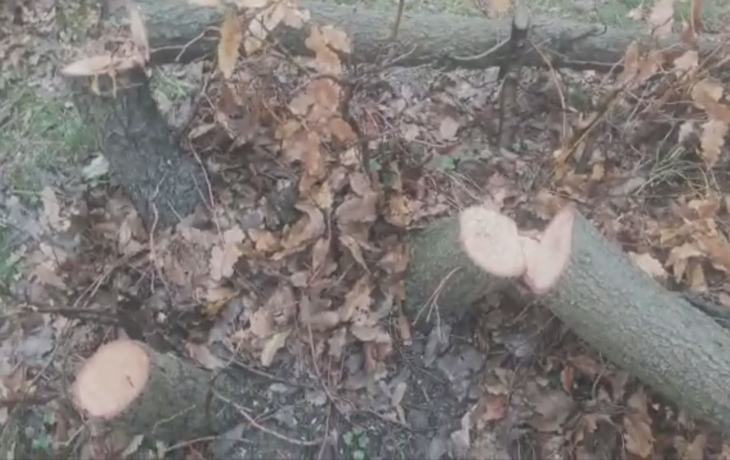 Birîna daran li Rojhilatê Kurdistanê zêde bûye