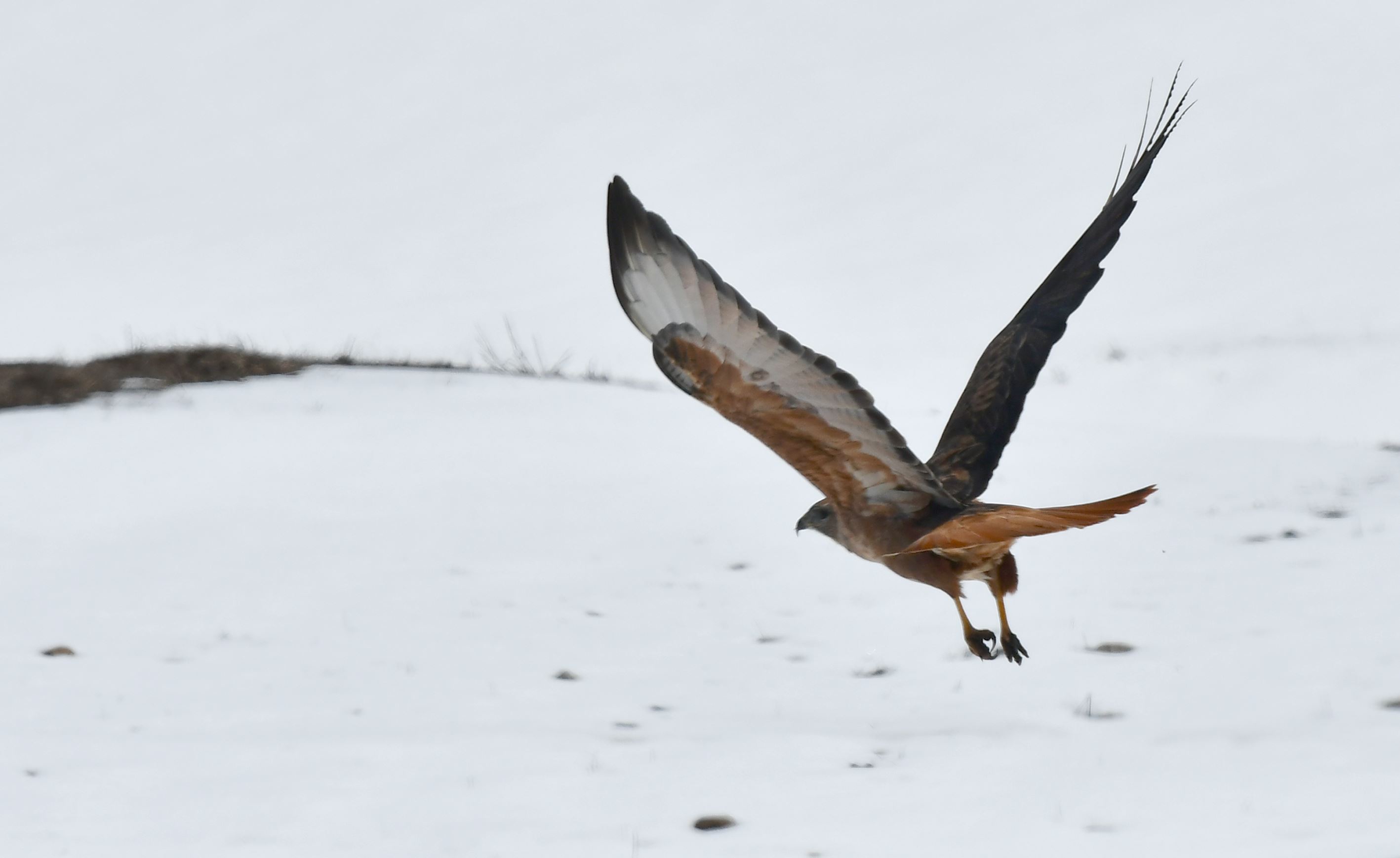 Li Qersê bi helîna berfê re xweza zîndî bû