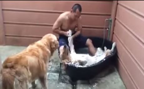 Ev kûçik ji lîfkirinê hez dike